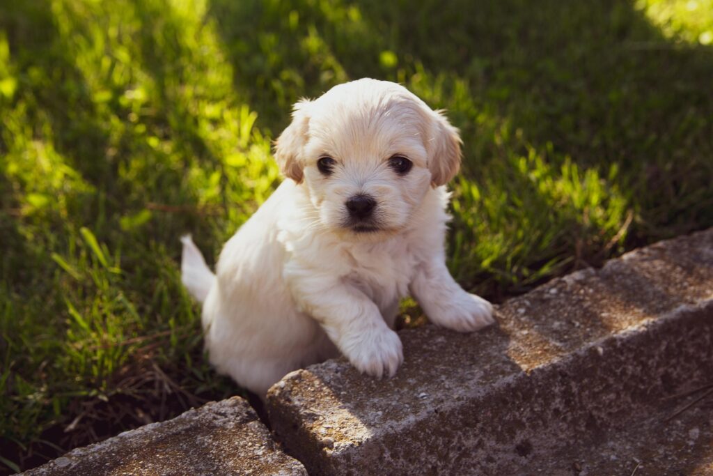 miniature schnoodle puppies for sale​